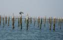 Cormoran, Bassin d'Arcachon