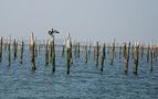 Cormorán, bahía de Arcachon